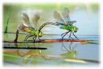 Imagine atasata: dragonflies.jpg